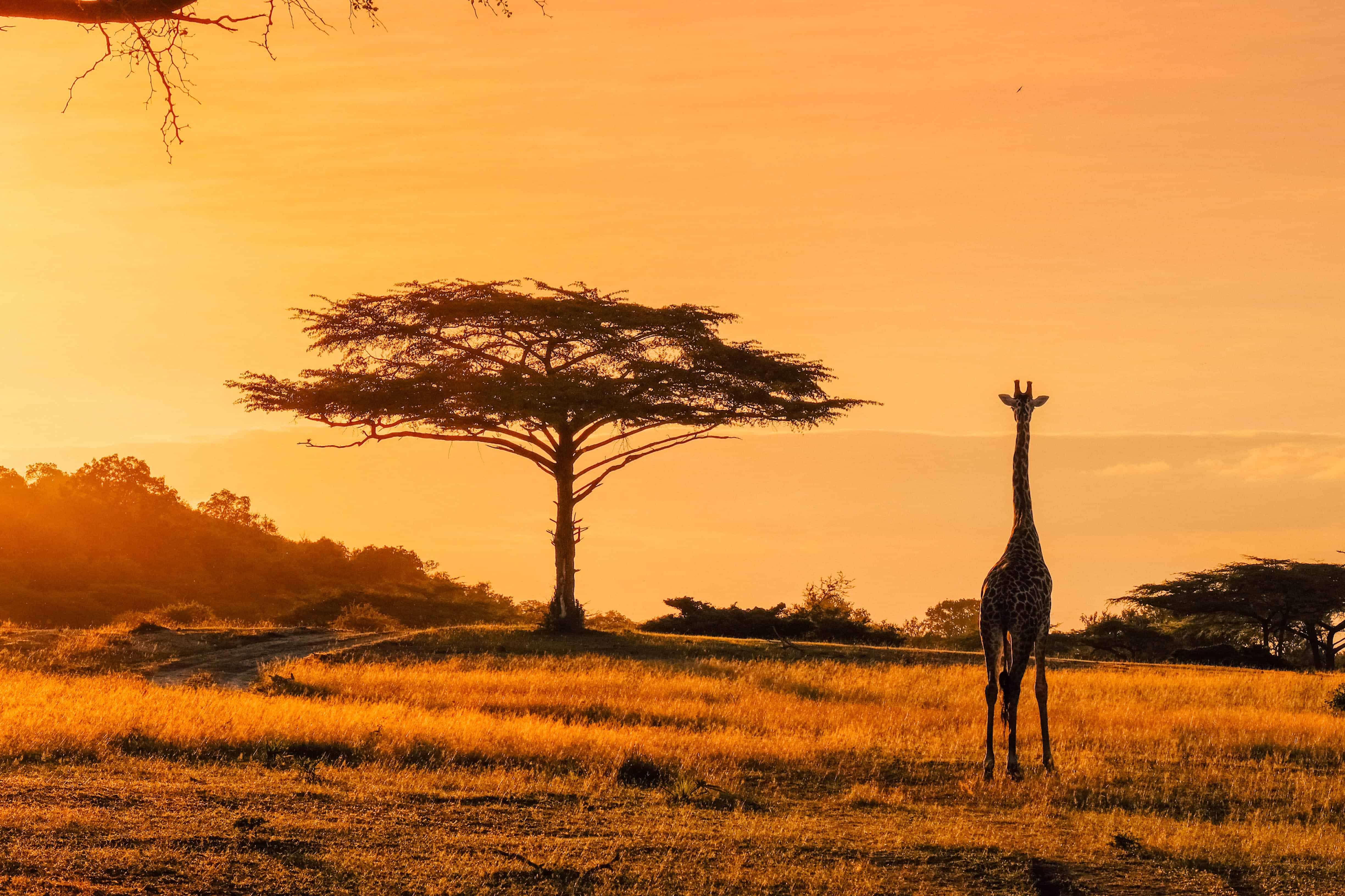 African Safari